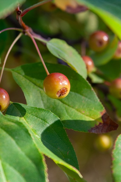 面颇为欠缺 面颇为欠缺